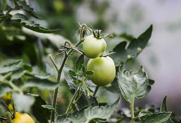 포토 JPG 해외이미지 식물 계절 꽃 산업 음식 줄기 컬러 백그라운드 잎 농업 토마토 채소 과일 자연 건강 사람없음 빨간색 초록색 농작물 농장 노란색 정원 수확 성장 나뭇가지 시골 신선 맛 다발 유기농 원예 내추럴 밭일 숙성 온실 채식주의자 해외202309 해외포토 나무 웰빙 컨셉 취미 생태계 채식 파일형식