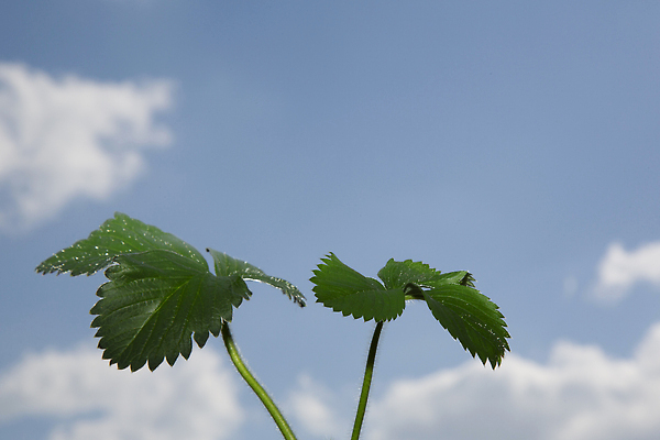 포토 JPG 해외이미지 식물 응시 열매 음식 백그라운드 잎 밭 농업 다이어트 채소 자연 하늘 딸기 건강 씨앗 사람없음 가로 초록색 파란색 농작물 햇빛 농장 우주 정원 수확 성장 신선 잡기 달콤 농부 작음 에코 유기농 원예 모종 처음 해외202309 해외포토 직업 웰빙 시선 산업 컬러 과일 모션 취미 태양 환경 맛 크기 생태계 파일형식