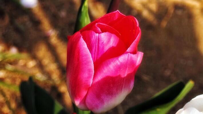 포토 JPG 해외이미지 식물 꽃잎 꽃 분홍색 자연 사람없음 파란색 장미 보라색 튤립 제비꽃 해외202309 해외포토 컬러 생태계 파일형식