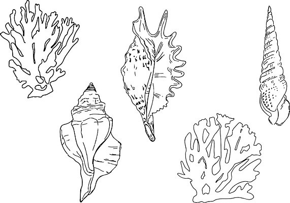 EPS 해외이미지 동물 디자인 실루엣 선 모래 바다 컬러 여행 컨셉 일러스트 자연 조개 불가사리 연체동물 항해 나선형 해변 그래픽 장식 물 여름 검은색 수중 껍질 소라 인쇄 스케치 심볼 해산물 그림 달팽이 심플 윤곽 가리비 내추럴 고립 엘리먼트 이국적 벡터 해외202309 해외일러스트 자연요소 계절 무늬 배_교통 어패류 극피동물 무척추동물 촬영기법 미술 생태계 파일형식