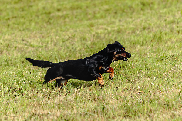 포토 JPG 해외이미지 동물 1 공원 감정 스포츠 밭 모션 놀이 건강 사람없음 야외 초록색 반려동물 달리기 뷰티 걷기 정원 점프 경쟁 에너지 게임 시골 레이싱 잡기 개 유혹 속도 사냥 송곳니 기르기 전력질주 챔피언 순혈 해외202309 해외포토 공공시설 컬러 컨셉 농업 포유류 시합 치아 돌봄 파일형식