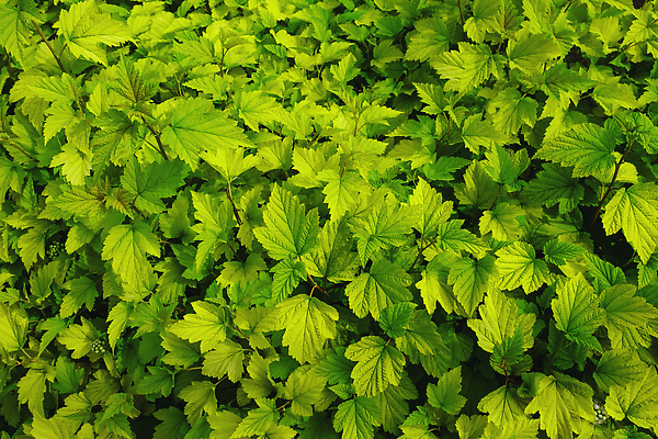 포토 JPG 해외이미지 나무 식물 계절 공원 컬러 백그라운드 잎 패턴 자연 벽지 추상 사람없음 야외 장식 가로 초록색 여름 빛 컬러풀 햇빛 뷰티 노란색 환경 정원 맑음 봄 활발 성장 나뭇가지 신선 숲 에코 질감 강렬 생태학 해외202309 해외포토 공공시설 교육 컨셉 무늬 날씨 태양 생태계 파일형식