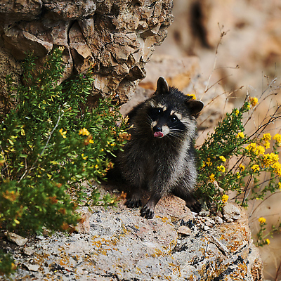 포토 JPG 해외이미지 주간 동물 얼굴 야생동물 어린이 음식 캐나다 포유류 가족 포옹 자연 털 가면 풍경 사람없음 야외 여름 뷰티 갈색 걷기 환경 미국 회색 아기 모피 호기심 육식동물 캘리포니아 동영상 지능 플로리다 해외202309 해외포토 자연요소 계절 감정 컬러 컨셉 북아메리카 관계 안기 모션 사람 신체부위 생태계 파일형식