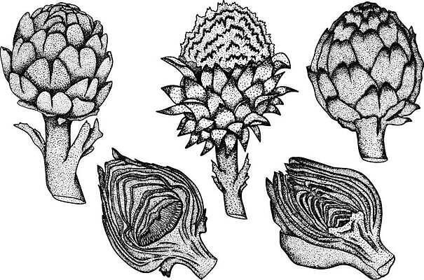 EPS 해외이미지 식물 라이프스타일 접시 디자인 꽃 음식 백그라운드 잎 농업 채소 일러스트 재료 요리 세트 지구본 저녁식사 이탈리아 수확 시골 신선 시장 오브젝트 그림 유기농 날것 고립 아티초크 절임 벡터 비건 해외202309 해외일러스트 식기 웰빙 유럽 산업 생활 식사 채식주의자 파일형식