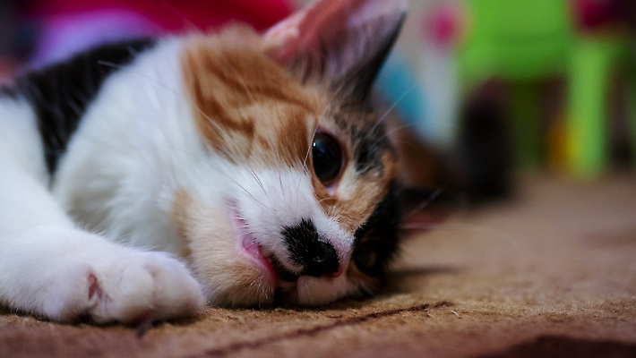 포토 JPG 해외이미지 동물 한마리 응시 행복 얼굴 컬러 포즈 백그라운드 장난 수염 털 사람없음 반려동물 컬러풀 뷰티 귀여움 고양이 가축 흰색 호기심 육식동물 주목 해외202309 해외포토 1 시선 감정 컨셉 포유류 신체부위 파일형식