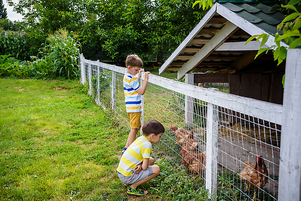 포토 JPG 해외이미지 나무 동물 백인 라이프스타일 어린이 음식 2 농업 자연 조류 주택 병아리 서기 사람 소년 야외 두명 울타리 농장 갈색 노란색 마을 치킨 봄 시골 농부 먹이 내추럴 돌봄 밭일 수유 암탉 해외202309 해외포토 서양인 식물 직업 계절 남자 산업 컬러 모션 건물 생활 담장 닭 암컷 생태계 닭고기요리 파일형식