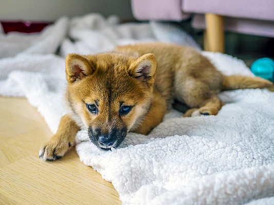 포토 JPG 해외이미지 동물 1 응시 행복 새끼 백그라운드 포유류 놀이 세포 실내 미소 사람없음 야외 빨간색 반려동물 뷰티 갈색 귀여움 일본 달력 아기 개 강아지 작음 모피 솜털 송곳니 고립 기르기 유래 순종 해외202309 해외포토 시선 감정 아시아 컬러 컨셉 표정 사람 내부 치아 크기 왕 돌봄 파일형식