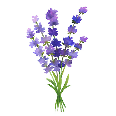 JPG 해외이미지 일러스트 미술 사람없음 손그림 라벤더 해외202309 해외일러스트 꽃 문화예술 허브 파일형식