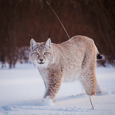 포토 JPG 해외이미지 한마리 야생동물 겨울 포유류 사람없음 걷기 설원 눈 스라소니 눈덮임 해외202309 해외포토 자연요소 동물 1 계절 컨셉 모션 날씨 눈_날씨 파일형식