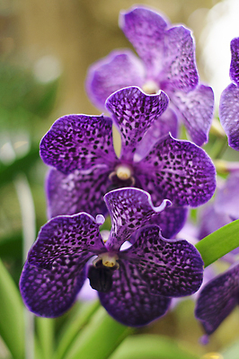 포토 JPG 해외이미지 식물 꽃잎 꽃 분홍색 컬러 꽃다발 백그라운드 잎 꽃무늬 태국 자연 사랑 풍경 사람없음 장식 초록색 여름 빛 컬러풀 뷰티 정원 보라색 스파 봄 성장 벚꽃 흰색 나뭇가지 신선 개화 난초 냄비 제비꽃 아로마 내추럴 이국적 해외202309 해외포토 나무 계절 감정 아시아 무늬 솥 생태계 파일형식