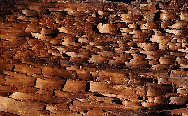 포토 JPG 해외이미지 나무 식물 디자인 선 줄기 백그라운드 패턴 벽지 표면 날씨 추상 건조 파노라마 그림자 이끼 사람없음 목재 갈색 환경 껍질 소나무 거친 숲 천 피부 묘사 유기농 질감 나무껍질 안심 잡동사니 내추럴 그런지 복잡 수목 엘리먼트 옛날 울퉁불퉁 해외202309 해외포토 웰빙 컬러 컨셉 무늬 재료 촬영기법 육류 신체부위 직물 파일형식