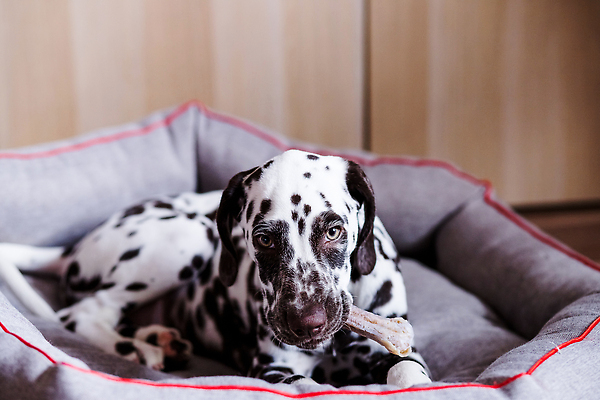 포토 JPG 해외이미지 동물 1 행복 얼굴 음식 포유류 발 뼈 주택 털 건강 사람없음 반려동물 장난감 뷰티 갈색 식사 흰색 대접 입 개 맛 강아지 치아 작음 먹이 먹기 배고픔 날것 수의사 토막 송곳니 거짓말 기르기 달마시안 유래 순혈 해외202309 해외포토 감정 컬러 컨셉 모션 건물 신체부위 의사 소화기관 크기 돌봄 파일형식