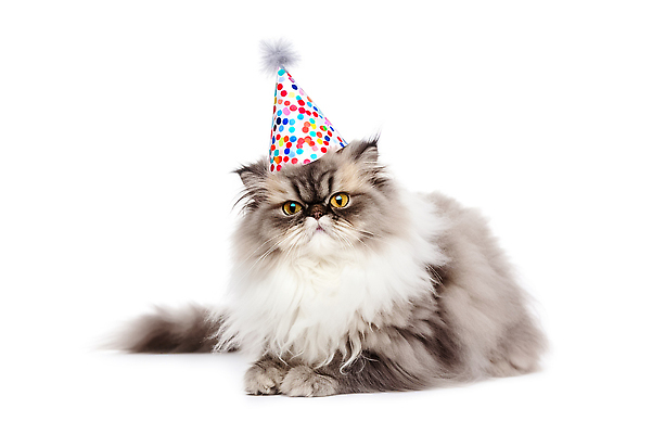 포토 JPG 해외이미지 동물 모자 행복 음식 백그라운드 컨셉 휴가 불꽃 디저트 기념 실내 선물 앉기 사람없음 반려동물 파티 케이크 고양이 흰색 축하 오픈 입 생일 큼 컵케이크 얼룩무늬 솜털 고립 기르기 캡모자 타격 스코틀랜드 순혈 해외202309 해외포토 모자_잡화 잡화 기념일 감정 컬러 무늬 포유류 모션 불 영국 이벤트 내부 신체부위 크기 돌봄 파일형식