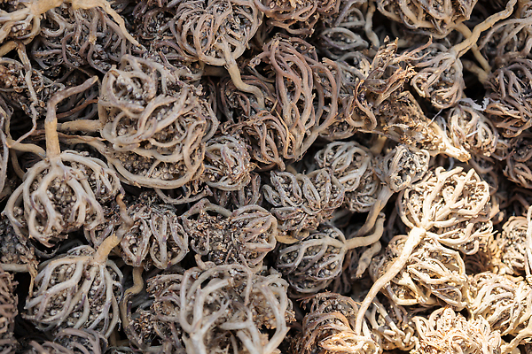 포토 JPG 해외이미지 식물 손 꽃 줄기 자연 건조 이집트 사람없음 약 장미 갈색 임신 사막 수확 출산 시장 약초 허브 관목 신성 마법 판화 서식지 분양 옛날 이국적 회복 생존 해외202309 해외포토 나무 컬러 컨셉 농업 의학 아프리카 부동산 미술 신체부위 풀_식물 생태계 파일형식