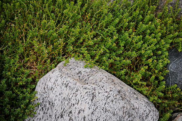 포토 JPG 해외이미지 나무 디자인 계절 벽 잎 자연 벽지 표면 추상 이끼 풍경 사람없음 야외 장식 여름 뷰티 새싹 검은색 놀람 성장 개화 닫기 숲 발사 허브 묘사 유기농 질감 러시아 북쪽 덩어리 내추럴 모종 묘목 옛날 해외202309 해외포토 식물 웰빙 꽃 감정 유럽 컬러 무늬 모션 표정 방향 생태계 파일형식