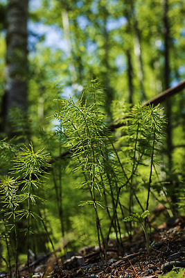 포토 JPG 해외이미지 나무 식물 공원 잎 자연 하늘 손바닥 사람없음 목재 초록색 태양 환경 정원 나뭇가지 숲 열대우림 양치류 해외202309 해외포토 자연요소 손 공공시설 컬러 재료 생태계 파일형식