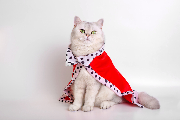 포토 JPG 해외이미지 스튜디오촬영 동물 한마리 응시 옷 털 실내 사람없음 빨간색 반려동물 뷰티 고양이 가축 할로윈 흰색 황금 왕 보석 옷입기 변장 솜털 가면무도회 고립 귀족 기르기 달마시안 썩음 웅장함 정부 충실 카피스페이스 해외202309 해외포토 1 시선 컬러 포유류 모션 내부 공백 개 광석 돌봄 무도회 파일형식