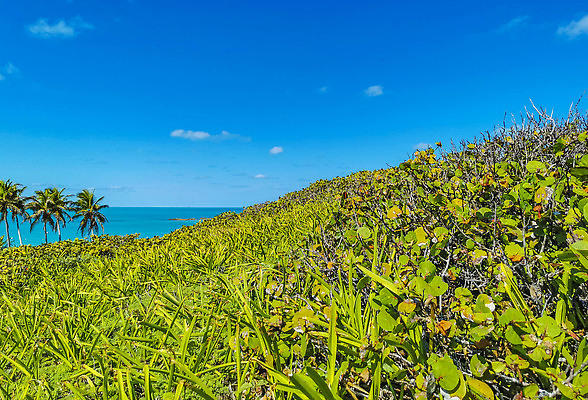 포토 JPG 해외이미지 나무 식물 모래 바다 섬 여행 자연 하늘 휴가 휴식 멕시코 손바닥 사람없음 초록색 물 파란색 야자수 태양 뷰티 맑음 미국 놀람 흰색 숲 크리스탈 코코넛 유카탄 이국적 터키석 파라다이스 해외202309 해외포토 자연요소 손 감정 컬러 컨셉 북아메리카 과일 날씨 표정 광석 보석 생태계 파일형식