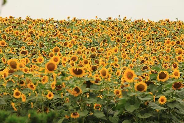 포토 JPG 해외이미지 식물 꽃 밭 해바라기 생물 사람없음 파란색 농작물 들꽃 꽃가루 해외202309 해외포토 컬러 농업 가루 파일형식