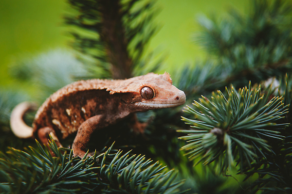 포토 JPG 해외이미지 전신 식물 동물 척추동물 한마리 응시 야생동물 잎 파충류 자연 종류 사람없음 초록색 여름 갈색 환경 정원 용 바늘 선탠 보호 공룡 호기심 눈금 도마뱀 갈기 침엽수 멸종 전나무 생태학 이국적 혼자 가문비나무 해외202309 해외포토 나무 1 시선 계절 교육 감정 컬러 컨셉 도구 생태계 파일형식