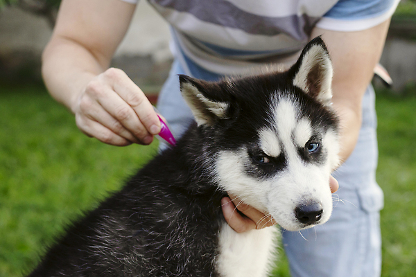 포토 JPG 해외이미지 동물 1 손 곤충 포유류 털 건강 병원 사람없음 야외 치료 반려동물 뷰티 약 머리 고통 흐름 의사 흰색 점 개 강아지 보호 질병 예방 수의사 송곳니 돌봄 동반자 유래 피펫 순혈 해외202309 해외포토 감정 컬러 컨셉 의학 모션 실험기구 신체부위 의료진 치아 파일형식