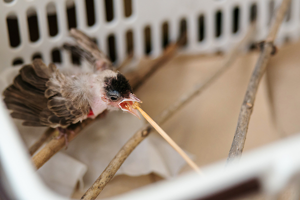 포토 JPG 해외이미지 동물 얼굴 백그라운드 컨셉 날개 자연 조류 건강 병원 서기 사람없음 치료 반려동물 고통 장비 시험 의사 덮개 수술 닫기 질병 작음 먹이 깃털 싱글 부리 수의사 깨짐 돌봄 해외202309 해외포토 교육 감정 의학 모션 신체부위 의료진 뚜껑 크기 생태계 파일형식
