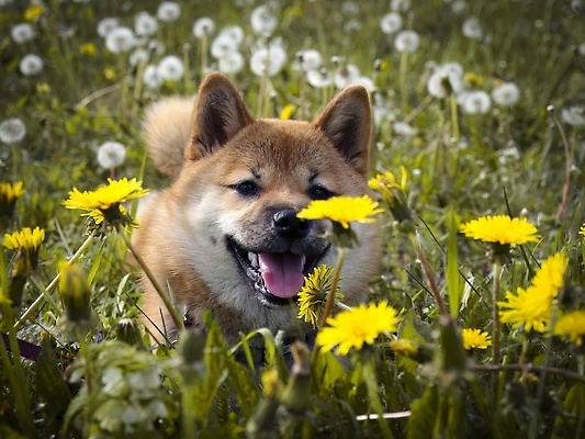 포토 JPG 해외이미지 동물 직업 행복 돈 포유류 놀이 생물 실내 사랑 미소 사람없음 야외 반려동물 뷰티 귀여움 일본 동전 아기 개 암호 강아지 소프트포커스 작음 전자 엽서 여우 솜털 순간 유래 카피스페이스 순종 해외202309 해외포토 감정 아시아 컨셉 촬영기법 표정 사람 내부 공백 재산 크기 왕 편지 파일형식