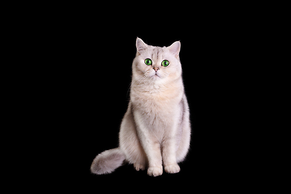 포토 JPG 해외이미지 스튜디오촬영 동물 응시 남자 포즈 백그라운드 포유류 검은배경 털 실내 사람없음 반려동물 뷰티 귀여움 고양이 회색 흰색 작음 모피 자르기 솜털 고립 기르기 유래 카피스페이스 해외202309 해외포토 시선 컬러 컨셉 모션 사람 내부 검은색 공백 크기 돌봄 파일형식