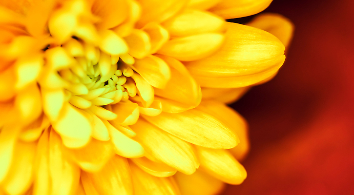 포토 JPG 해외이미지 식물 디자인 계절 꽃잎 꽃 컬러 백그라운드 컨셉 꽃무늬 오렌지 자연 추상 휴가 국화 사람없음 빛 뷰티 갈색 노란색 환경 봄 수확 성장 벚꽃 신선 신용카드 개화 선택 질감 복고 데이지 부드러움 내추럴 해외202309 해외포토 무늬 농업 과일 금융 감각 생태계 파일형식