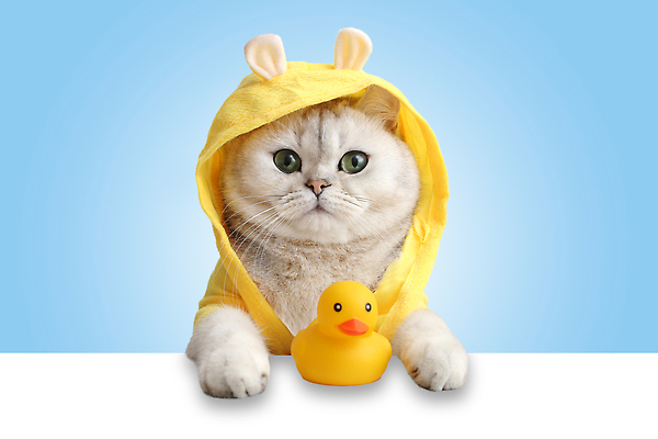 포토 JPG 해외이미지 동물 배너 응시 행복 컨셉 오리 건강 서기 사람없음 반려동물 수영 고양이 스파 목욕 욕실 덮개 흰색 아기 잡기 목욕가운 유머 닫기 씻기 빨래 작음 긍정 솜털 몸단장 고립 기르기 돌봄 샤워실 위생관리 캡모자 카피스페이스 순혈 해외202309 해외포토 모자_잡화 시선 감정 컬러 가사 포유류 모션 조류 관리 사람 청결 공백 뚜껑 수상스포츠 가운 크기 샤워시설 파일형식