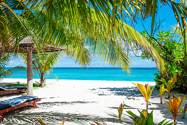 포토 JPG 해외이미지 나무 모래 파도 바다 섬 여행 잎 자연 하늘 휴가 휴식 손바닥 사람없음 물 파란색 태양 맑음 꿈 만 휴게실 고급 휴양지 암초 세이셸 석호 이국적 터키석 파라다이스 해외202309 해외포토 자연요소 식물 손 컬러 컨셉 아프리카 날씨 장소 보석 생태계 파일형식