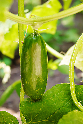 포토 JPG 해외이미지 식물 계절 꽃 음식 줄기 백그라운드 잎 꽃무늬 밭 농업 채소 재료 자연 오이 주택 건강 사람없음 초록색 여름 농작물 농장 환경 정원 흙 수확 성장 벚꽃 나뭇가지 시골 침대 신선 작음 유기농 원예 비타민 내추럴 밭일 숙성 온실 채식주의자 세련 해외202309 해외포토 나무 웰빙 산업 컬러 가구 무늬 취미 건물 크기 생태계 채식 영양소 파일형식