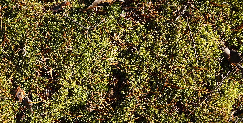 포토 JPG 해외이미지 식물 계절 백그라운드 잎 자연 이끼 한명 풍경 야외 초록색 빛 햇빛 환경 성장 가을 소나무 바늘 숲 유기농 생태계 질감 내추럴 해외202309 해외포토 나무 1 웰빙 컬러 사람 태양 도구 파일형식