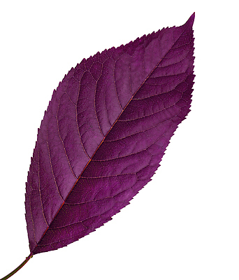 포토 JPG 해외이미지 나무 식물 1 디자인 열매 음식 백그라운드 잎 2 꽃무늬 과일 포장 자연 귤 실내 매달리기 건강 사람없음 초록색 세트 봄 흰색 나뭇가지 신선 체리 그룹 달콤 수집 레몬 싱글 유기농 질감 라임 패키지 모음 자두 정맥 고립 숙성 엘리먼트 해외202309 해외포토 웰빙 계절 꽃 컬러 무늬 모션 한글 내부 맛 생태계 혈관 파일형식