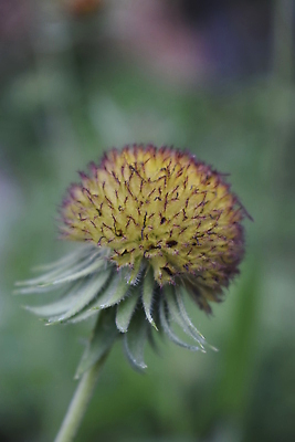 포토 JPG 해외이미지 식물 꽃잎 꽃 줄기 컬러 곤충 백그라운드 잎 꽃무늬 밭 오렌지 가족 자연 해바라기 국화 사람없음 야외 빨간색 초록색 컬러풀 뷰티 노란색 머리 정원 봄 들꽃 벚꽃 개화 담요 원예 내추럴 강렬 영원 해외202309 해외포토 동물 계절 무늬 농업 과일 관계 취미 신체부위 생태계 파일형식