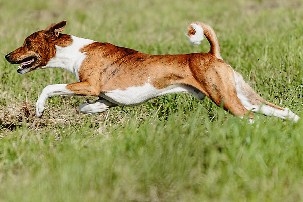 포토 JPG 해외이미지 동물 공원 행복 스포츠 셔츠 밭 포유류 모션 자연 놀이 건강 사람없음 야외 초록색 달리기 햇빛 뷰티 우주 정원 맑음 점프 검은색 경쟁 에너지 레이싱 잡기 개 유혹 강의 테리어 속도 호기심 사냥 사냥개 섬광 순간 순혈 해외202309 해외포토 공공시설 감정 컬러 컨셉 상의 농업 날씨 시합 태양 생태계 파일형식