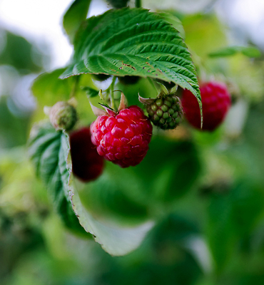 포토 JPG 해외이미지 식물 라이프스타일 손 열매 음식 잎 농업 다이어트 과일 자연 건강 관리 사람없음 빨간색 초록색 농작물 농장 노란색 정원 수확 성장 신선 잡기 그룹 달콤 농부 수집 먹기 유기농 원예 날것 산딸기 내추럴 숙성 채식주의자 비건 맛있는 해외202309 해외포토 직업 웰빙 산업 컬러 모션 취미 생활 신체부위 맛 생태계 채식 파일형식