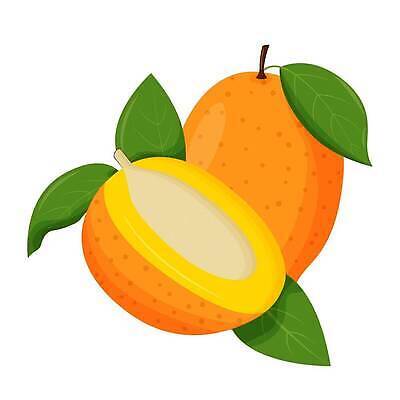 EPS 해외이미지 디자인 배너 음식 백그라운드 잎 다이어트 과일 일러스트 자연 추상 디저트 실내 건강 미술 씨앗 주스 신선 플랫 달콤 맛 만화 먹기 심볼 그림 에코 유기농 슬라이스 망고 내추럴 고립 숙성 채식주의자 벡터 미니멀리스트 비건 맛있는 해외202309 해외일러스트 식물 웰빙 음료 컨셉 무늬 모션 문화예술 내부 환경 열대과일 생태계 채식 파일형식