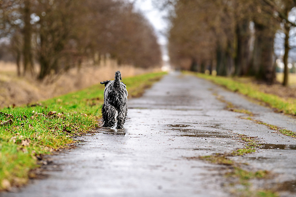 포토 JPG 해외이미지 나무 동물 공원 교육 도로 백그라운드 포유류 자연 생물 안내 성인 사람없음 야외 반려동물 뷰티 걷기 검은색 봄 우정 산책 흰색 개 강아지 숲 작음 테리어 송곳니 기르기 동물상 유래 순혈 해외202309 해외포토 식물 계절 공공시설 길 컬러 교통시설 모션 휴식 사람 친구 조형물 치아 크기 생태계 돌봄 파일형식