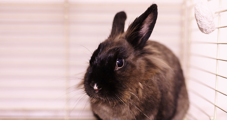 포토 JPG 해외이미지 한마리 포유류 실내 사람없음 반려동물 갈색 토끼 작음 케이지 해외202309 해외포토 반려용품 동물 1 컬러 내부 크기 오브젝트 파일형식