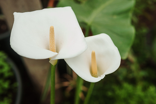 포토 JPG 해외이미지 식물 계절 산업 화초 잎 채소 비즈니스 자연 실내 종류 사람없음 초록색 상점 봄 수확 성장 흰색 그룹 시장 냄비 혼합 큼 꽃집 환경보전 원예 쇼 소매 채소밭 묘목 밭일 심기 온실 칼라꽃 많음 그리너리 해외202309 해외포토 나무 꽃 컬러 컨셉 밭 농업 모션 취미 내부 솥 크기 사회이슈 생태계 파일형식 트랜드컬러