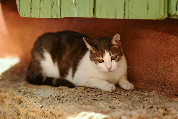 포토 JPG 해외이미지 동물 유럽 벽 여행 포유류 휴가 거리 주택 털 풍경 사람없음 야외 반려동물 농가 문 마을 고양이 회색 프랑스 수확 조약돌 바위 흰색 도시 지중해 이탈리아문화 복고 타운 솜털 모로코 교외 안뜰 옛날 프로방스 해외202309 해외포토 나라 바다 컬러 농업 아프리카 건물 농장 돌_바위 유럽문화 파일형식