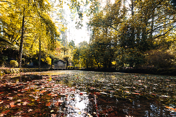 포토 JPG 해외이미지 나무 식물 계절 공원 호수 여행 잎 오렌지 자연 휴식 따뜻함 풍경 사람없음 야외 물 빛 컬러풀 뷰티 반사 노란색 환경 정원 침묵 활발 가을 전원 시골 황금 호주 숲 장면 내추럴 구식 멜버른 해외202309 해외포토 자연요소 공공시설 컬러 컨셉 과일 소리 오세아니아 전기에너지 생태계 파일형식