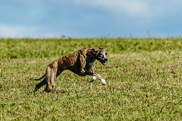 포토 JPG 해외이미지 동물 1 공원 감정 스포츠 밭 모션 놀이 건강 사람없음 야외 초록색 반려동물 달리기 뷰티 걷기 정원 점프 경쟁 에너지 게임 시골 레이싱 잡기 개 유혹 속도 사냥 송곳니 기르기 전력질주 챔피언 순혈 해외202309 해외포토 공공시설 컬러 컨셉 농업 포유류 시합 치아 돌봄 파일형식