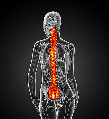포토 JPG 해외이미지 해부 뼈 골격 사람없음 척추 생물학 요통 해외202004 해외포토 교육 의학 허리통증 파일형식