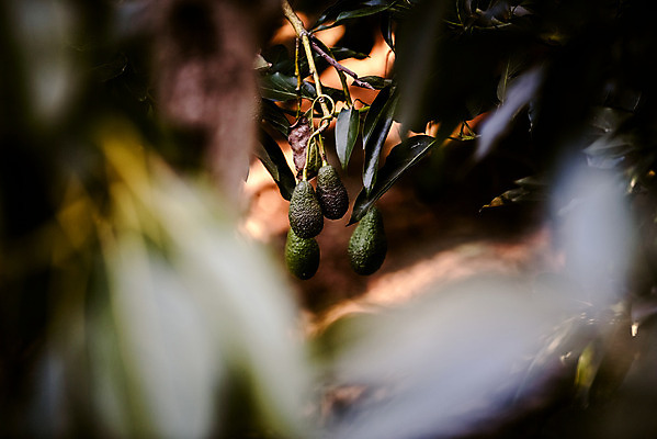 포토 JPG 해외이미지 음식 백그라운드 다이어트 채소 과일 재료 건강 육류 어류 씨앗 사람없음 치료 초록색 에너지 견과류 흰색 신선 질병 몸무게 먹기 해산물 뇌 유기농 날것 코코넛 버터 꿀 아보카도 고립 과카몰리 당뇨병 숙성 염증 채식주의자 공급 해외202004 해외포토 식물 웰빙 컬러 식재료 의학 모션 수중동물 소스_음식 채식 파일형식