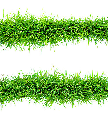 포토 JPG 해외이미지 식물 밭 자연 잔디 사람없음 초록색 환경 고립 해외202004 해외포토 컬러 농업 생태계 파일형식