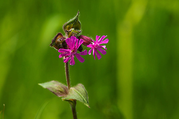 포토 JPG 해외이미지 식물 꽃잎 꽃 유럽 분홍색 백그라운드 잎 자연 사람없음 빨간색 초록색 여름 보라색 봄 들꽃 덮개 벚꽃 개화 허브 제비꽃 스위스 유기농 생물학 꽃가루 라일락 내추럴 땅바닥 영원 해외202004 해외포토 웰빙 계절 교육 나라 컬러 바닥 뚜껑 가루 생태계 파일형식