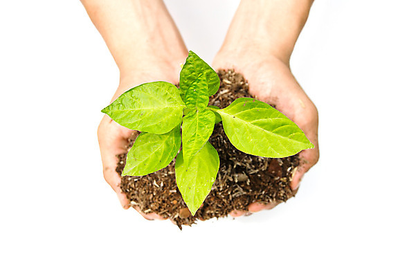 포토 JPG 해외이미지 나무 식물 손 잎 아이디어 건강 관리 취미 신체부위 정원 심볼 시작 원예 정원가꾸기 모종 해외202004 해외포토 컨셉 사람 파일형식