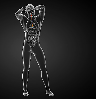 포토 JPG 해외이미지 해부 건강 사람 사람없음 입 혀 오르기 간 방광 해외202004 해외포토 의학 모션 신체부위 장기_의학 비뇨기관 파일형식